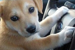 puppy holding a steering wheel